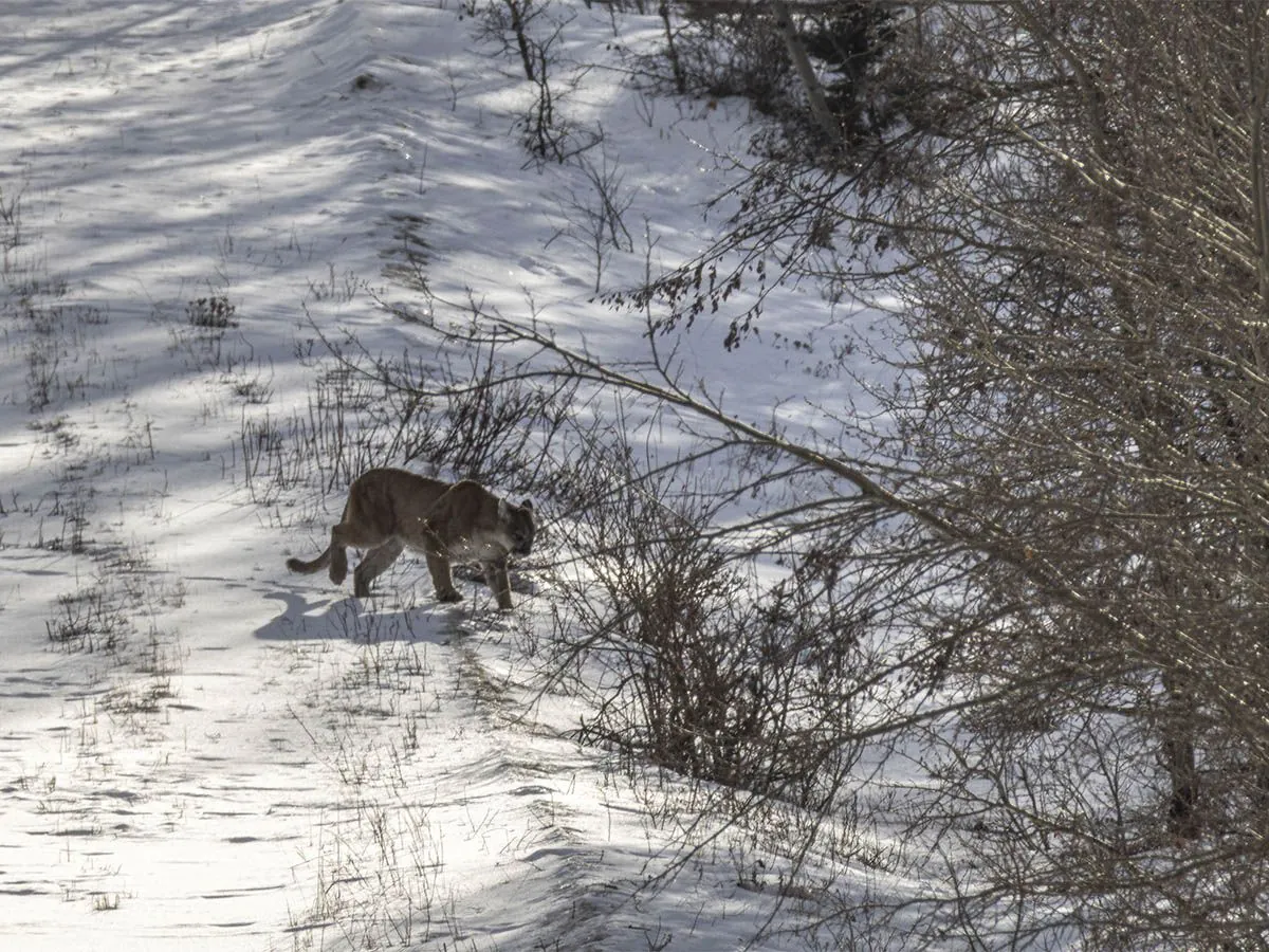 On the Road: Spotting weasels — and a cougar