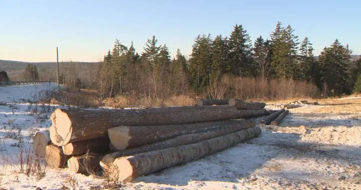 Lumber supports won’t ‘make any difference,’ New Brunswick industry insider says