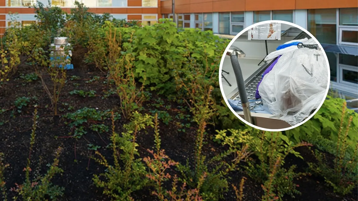 Science meant for preserving the dead now strengthens cedar construction wood