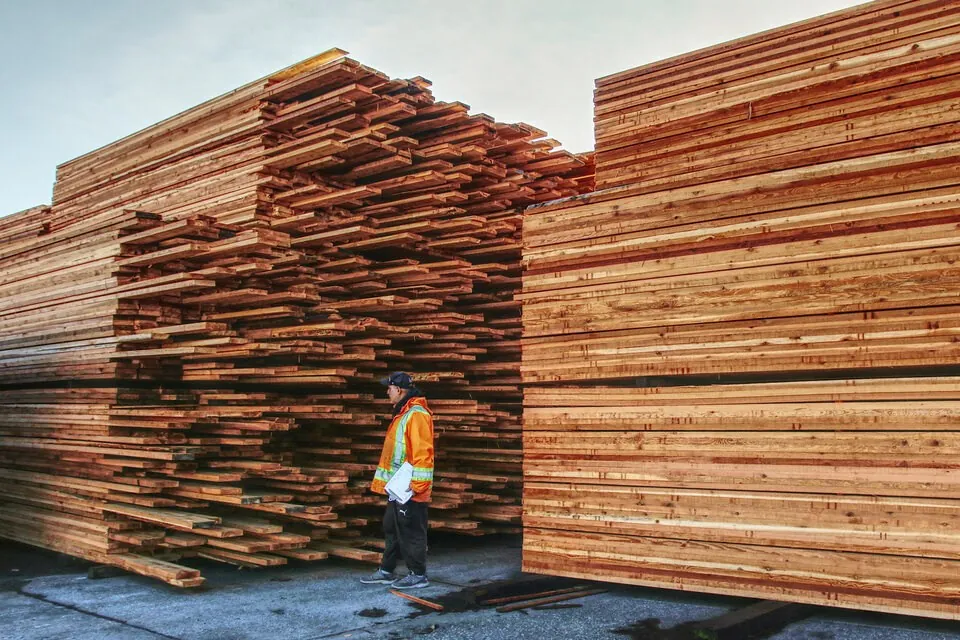 Leaked report claims B.C. timber harvest is vastly overestimated